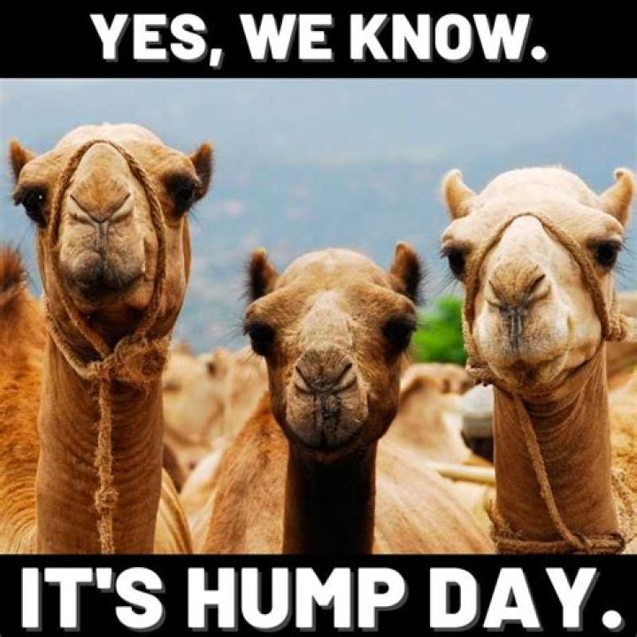 Unleash Your Inner Laughter: Hilarious Hump Day Memes For Midweek Motivation